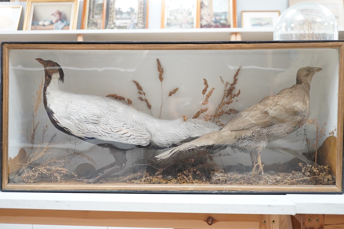 A Victorian cased taxidermy silver cock and hen pheasant in a landscape flat fronted cabinet, dimensions; 86.5cm wide, 38cm high, 20cm deep
